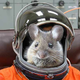 Image for article titled Mice in the Dragon's Hold
